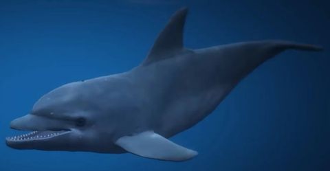 Dolphins — GTA 6 wildlife