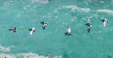 Double-Crested Cormorants — GTA 6 wildlife