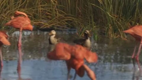 Ducks — GTA 6 wildlife