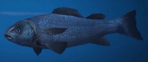Fish — GTA 6 wildlife