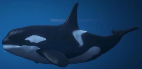 Killer Whales — GTA 6 wildlife