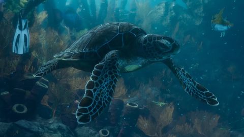 Sea Turtles — GTA 6 wildlife