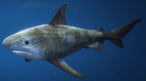 Sharks (animal) — GTA 6 wildlife