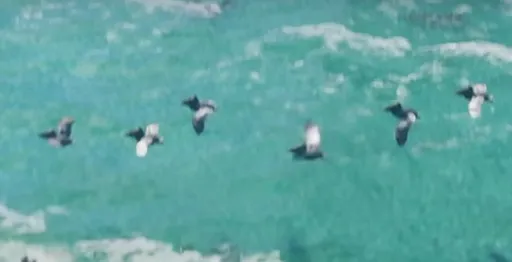 Double-Crested Cormorants — GTA 6 wildlife