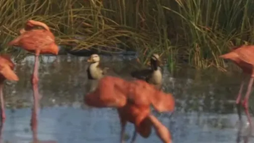 Ducks — GTA 6 wildlife