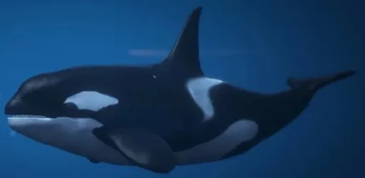 Killer Whales — GTA 6 wildlife
